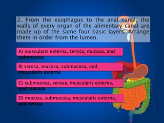 A) muscularis externa, serosa, mucosa, and
submucosa
B) serosa, mucosa, submucosa, and
muscularis externa
C) submucosa, serosa, muscularis externa,
and mucosa
D) mucosa, submucosa, muscularis externa,
and serosa
2. From the esophagus to the anal canal, the
walls of every organ of the alimentary canal are
made up of the same four basic layers. Arrange
them in order from the lumen.
 