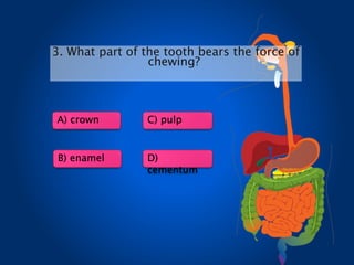 A) crown
B) enamel
C) pulp
D)
cementum
3. What part of the tooth bears the force of
chewing?
 