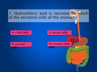 7. Hydrochloric acid is secreted by which
of the secretory cells of the stomach?
A) chief cells
B) parietal
cells
C) serous cells
D) mucous neck
cells
 