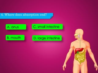 4. Where does absorption end?
D. large intestine
A. anus
B. mouth
C. small intestine
 