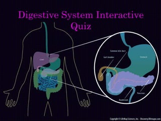 Digestive System Interactive
Quiz
 