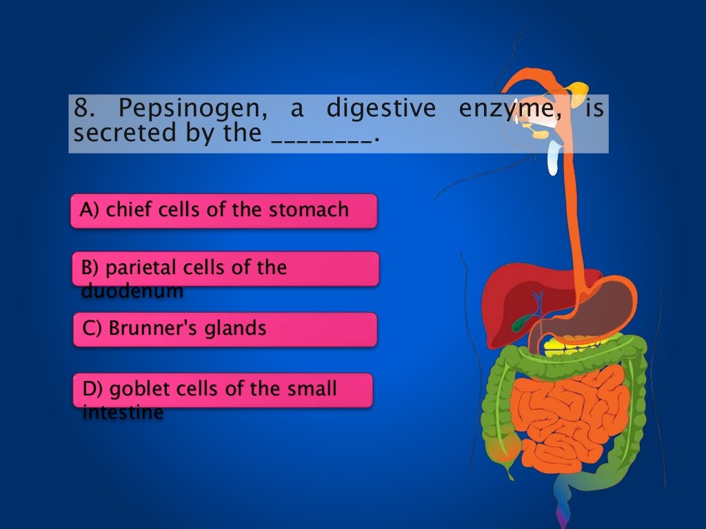 Digestive System interactive game