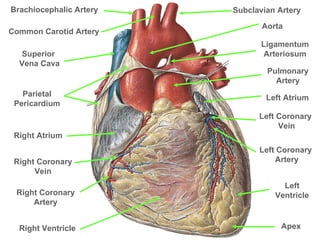 Superior  Vena Cava Brachiocephalic Artery Common Carotid Artery Subclavian Artery Aorta Pulmonary Artery Parietal Pericardium Right Atrium Right Ventricle Right Coronary Vein Right Coronary Artery Left Atrium Apex Left Ventricle Left Coronary  Vein Left Coronary  Artery Ligamentum Arteriosum 