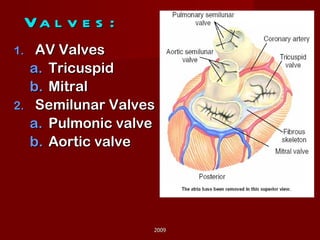 Valves: AV Valves Tricuspid Mitral Semilunar Valves Pulmonic valve Aortic valve 2009 