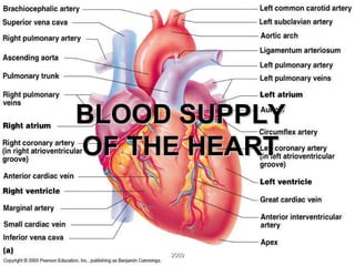 BLOOD SUPPLY OF THE HEART 2009 