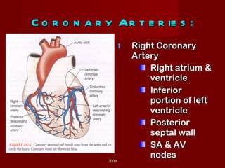 Coronary Arteries: Right Coronary Artery Right atrium & ventricle Inferior portion of left ventricle Posterior septal wall SA & AV nodes 2009 