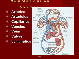 The Vascular System: Arteries Arterioles Capillaries Venules Veins Valves Lymphatics 2009 