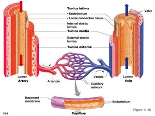 The Vascular System Figure 11.8b 2009 
