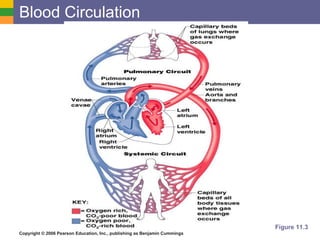 Blood Circulation Figure 11.3 