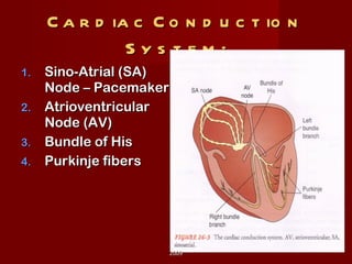 Cardiac Conduction System: Sino-Atrial (SA) Node – Pacemaker Atrioventricular Node (AV)  Bundle of His Purkinje fibers 2009 