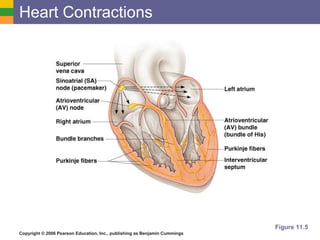 Heart Contractions Figure 11.5 