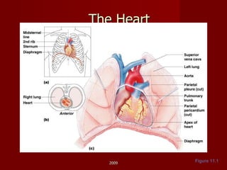 The Heart Figure 11.1 2009 