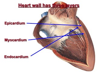 Heart wall has three layers Myocardium  Epicardium Endocardium 