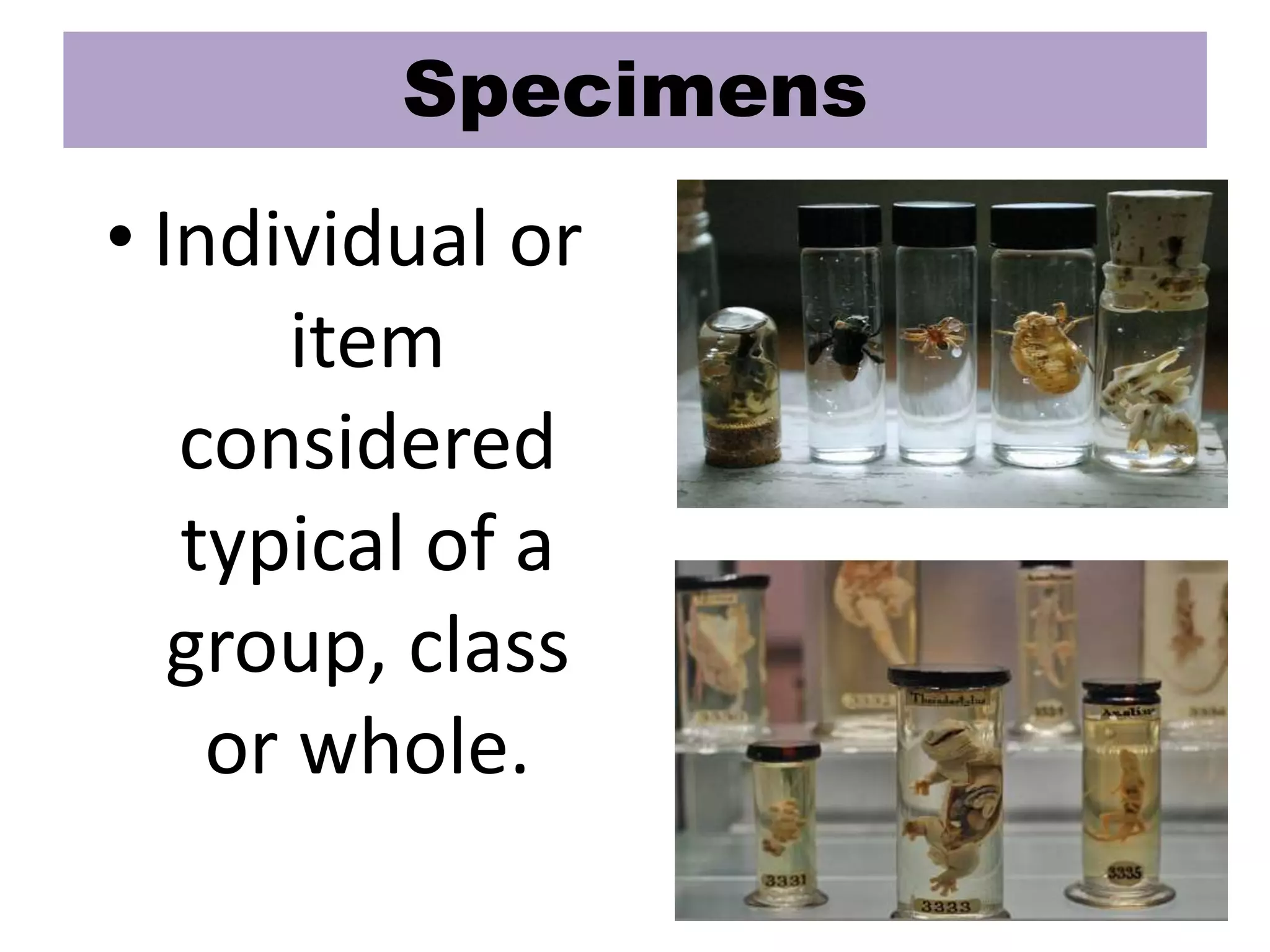 Specimens
• Individual or
item
considered
typical of a
group, class
or whole.
 