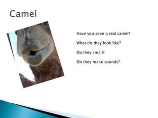 Have you seen a real camel? What do they look like? Do they small? Do they make sounds? 