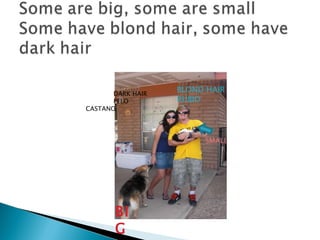 SMALL BIG BLOND HAIR RUBIO DARK HAIR PELO CASTANO 