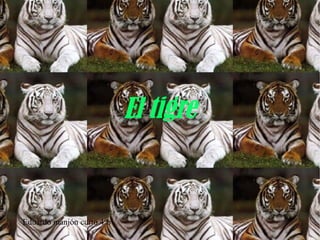 El tigre
Eduardo manjón curto 4ºb
 