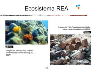 Ecosistema REA
43
Imagen de http://pixabay.com/en/
christmastree-worms-close-up-20
2321/
Imagen de http://pixabay.com/en/garba
ge-scrap-waste-pollution-331929/
 