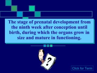 The stage of prenatal development from the ninth week after conception until birth, during which the organs grow in size and mature in functioning. Click for Term 