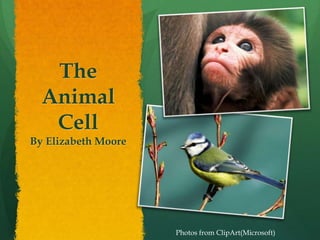 The Animal Cell By Elizabeth Moore Photos from ClipArt(Microsoft) 