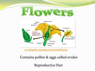 Flowersen.wikipedia.org/wiki/User:Evercat/flowerContains pollen & eggs called ovulesReproductive Part