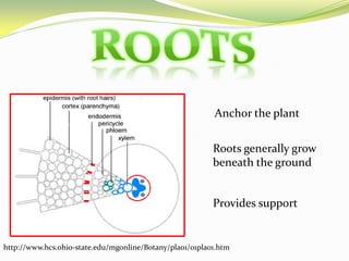 RootsAnchor the plantRoots generally grow beneath the groundProvides supporthttp://www.hcs.ohio-state.edu/mgonline/Botany/pla01/01pla01.htm
