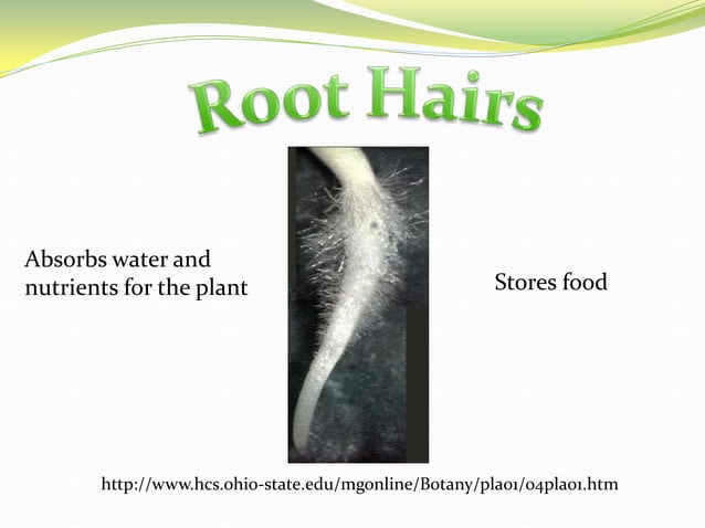 Plants and their Functions Powerpoint | PPTX