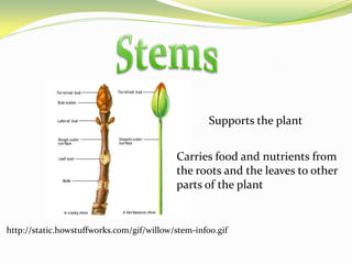 StemsSupports the plantCarries food and nutrients from the roots and the leaves to other parts of the planthttp://static.howstuffworks.com/gif/willow/stem-info0.gif