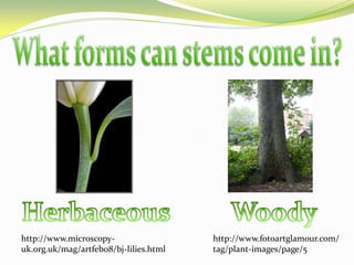 What forms can stems come in?HerbaceousWoodyhttp://www.fotoartglamour.com/tag/plant-images/page/5http://www.microscopy-uk.org.uk/mag/artfeb08/bj-lilies.html