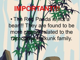 Red Panda Bear | PPTX