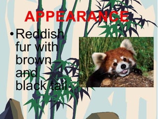 Red Panda Bear | PPTX
