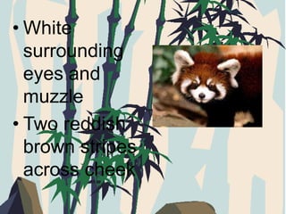 Red Panda Bear | PPTX