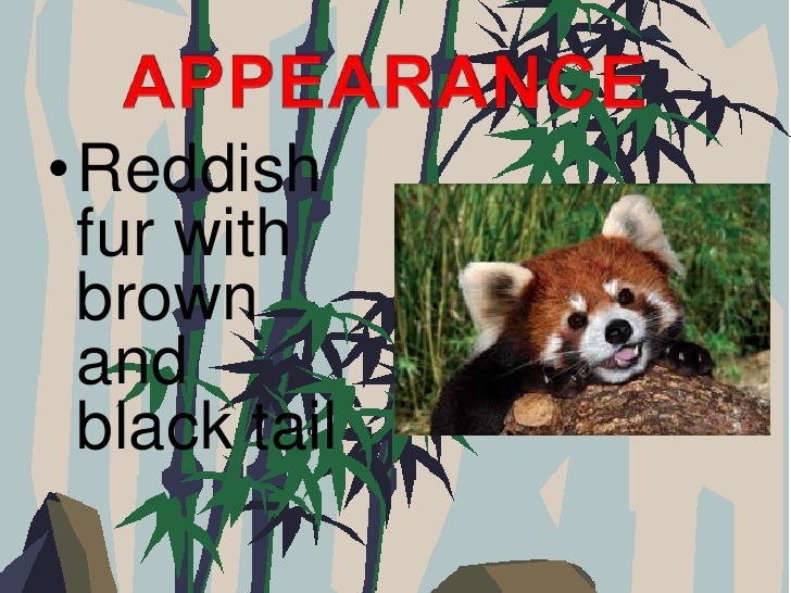 Red Panda Bear