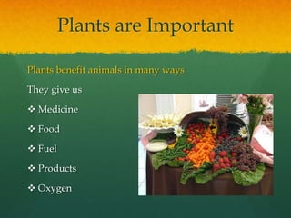 Plants are ImportantPlants benefit animals in many ways They give usMedicine