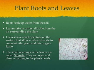OxygenIf you scratch my back I’ll scratch yoursPlants and animals both give what the other one needsAll animals need oxygen to survive, oxygen is produced by plantsAll plants need carbon dioxide to make food, and animals breath out CO2