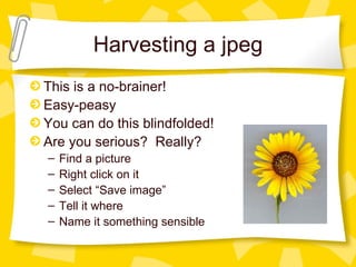 Harvesting a jpeg
This is a no-brainer!
Easy-peasy
You can do this blindfolded!
Are you serious? Really?
–   Find a picture
–   Right click on it
–   Select “Save image”
–   Tell it where
–   Name it something sensible
 