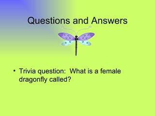 Questions and Answers




• Trivia question: What is a female
  dragonfly called?
 