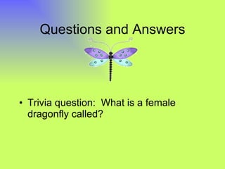Questions and Answers Trivia question:  What is a female dragonfly called? 
