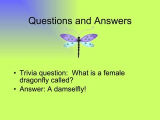 Questions and Answers Trivia question:  What is a female dragonfly called? Answer: A damselfly! 