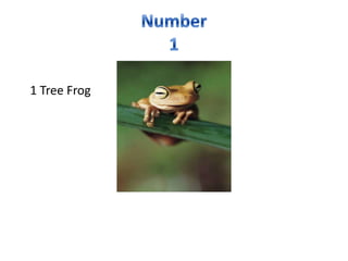 Number 11 Tree Frog