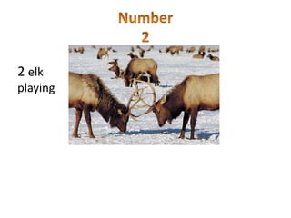 Number 22 elk playing