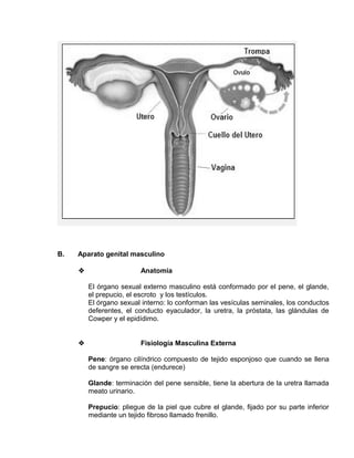 EO-PNP EDUCACIÓN SEXUAL Y DESARROLLO PERSONAL
B. Aparato genital masculino
 Anatomía
El órgano sexual externo masculino está conformado por el pene, el glande,
el prepucio, el escroto y los testículos.
El órgano sexual interno: lo conforman las vesículas seminales, los conductos
deferentes, el conducto eyaculador, la uretra, la próstata, las glándulas de
Cowper y el epidídimo.
 Fisiología Masculina Externa
Pene: órgano cilíndrico compuesto de tejido esponjoso que cuando se llena
de sangre se erecta (endurece)
Glande: terminación del pene sensible, tiene la abertura de la uretra llamada
meato urinario.
Prepucio: pliegue de la piel que cubre el glande, fijado por su parte inferior
mediante un tejido fibroso llamado frenillo.
 