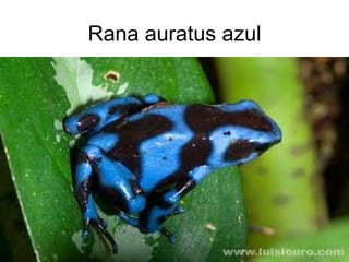 Rana auratus azul
 