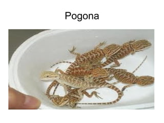 Pogona
 