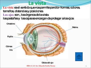 La vista ÁREA :C.A.S  Lic. Eduarda Esteba Ticona La vista  es el sentido que nos permite percibir formas, colores, tamaños, distancias y posiciones. Los ojos  son , los órganos de la vista. las pestañas y  las cejas se encargan de proteger a los ojos Cristalino Pupila Iris Globo del ojo Retina Córnea 