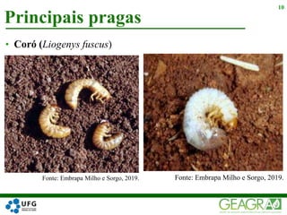 Principais pragas
10
• Coró (Liogenys fuscus)
Fonte: Embrapa Milho e Sorgo, 2019. Fonte: Embrapa Milho e Sorgo, 2019.
 