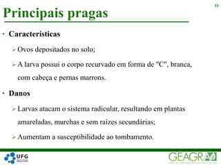 Principais pragas
11
• Características
 Ovos depositados no solo;
 A larva possui o corpo recurvado em forma de "C", branca,
com cabeça e pernas marrons.
• Danos
 Larvas atacam o sistema radicular, resultando em plantas
amareladas, murchas e sem raízes secundárias;
 Aumentam a susceptibilidade ao tombamento.
 