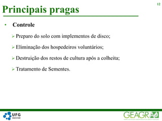 Principais pragas
12
• Controle
 Preparo do solo com implementos de disco;
 Eliminação dos hospedeiros voluntários;
 Destruição dos restos de cultura após a colheita;
 Tratamento de Sementes.
 
