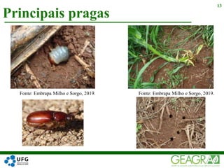 Principais pragas
13
Fonte: Embrapa Milho e Sorgo, 2019. Fonte: Embrapa Milho e Sorgo, 2019.
 