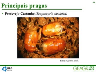 Principais pragas
14
• Percevejo-Castanho (Scaptocoris castanea)
Fonte: Ageitec, 2019.
 